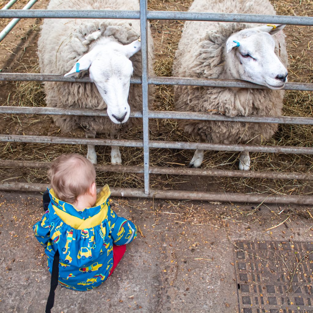 Smithills Open Farm – A Great Day Out Near Manchester